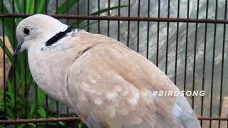 Ring necked Dove Call  Bird Sounds [upl. by Meerak352]