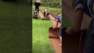 Cutting and storing lawn grass for later replanting [upl. by Trillby]