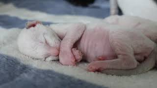 Cute Cornish Rex babys are growing Watch this cuteness [upl. by Tacy]