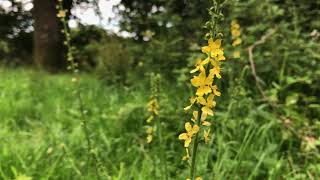 Healing with Agrimony Agrimonia eupatoria [upl. by Ahola]