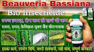 Beauveria bassiana insecticide  Bio insecticide  whitefly thrips control  कीटनाशक [upl. by Anelegna46]