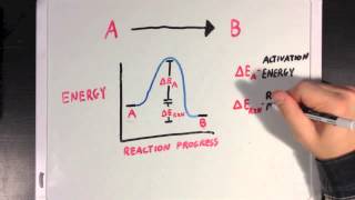 Enzymes and Activation Energy [upl. by Elbring]