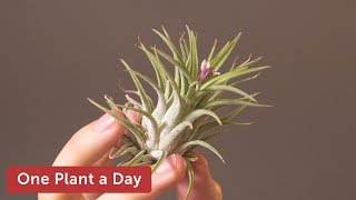 Tillandsia ionantha Houseplant Care — 169 of 365 [upl. by Avert84]