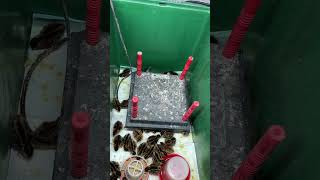 Coturnix Quail brooding 101 [upl. by Joyce]