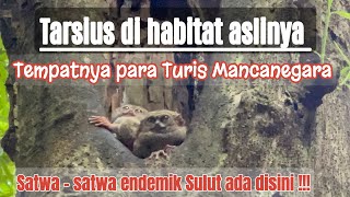 Tarsius Tangkoko  Satwa Endemik Sulawesi Utara  Tangkoko National Park Terkini 2023 [upl. by Nanahs]