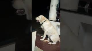 Bruno newgen 2k24 thelab doglovers 🥳🥳😘🥰 comedy [upl. by Marquez]