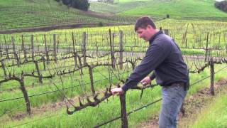 Vineyard Management  About Our Vines [upl. by Ashia]