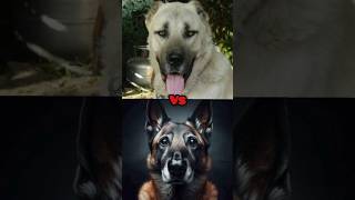 Kangal VS Malinois COMPARISON سگ کانگال در مقابل مالینویز  shorts viral dog trending pets [upl. by Agatha]