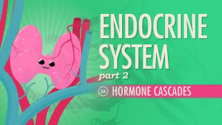 Endocrine System Part 2  Hormone Cascades Crash Course Anatomy amp Physiology 24 [upl. by Janet]