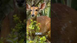 Baby Bushbuck Antelope bushbuck facts nature [upl. by Yemirej]