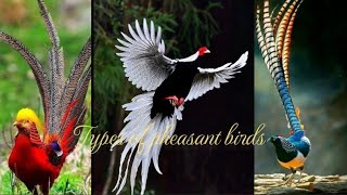 Pheasants Types of pheasant birdsbird Mama TV [upl. by Clementas]