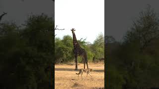 Giraffe Observes in Awe as Cheetah Strolls By [upl. by Eugor731]