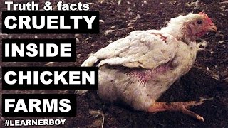 Dont be a Chicken Seriously  Cruelty inside chicken industrypoultry farm  you must know [upl. by Eymaj]