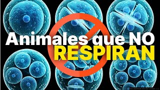 ¿EXISTEN ORGANISMOS QUE NO RESPIRAN [upl. by Deden]