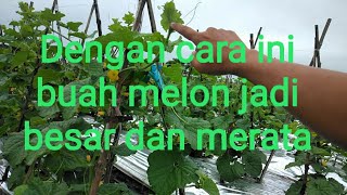 Tips agar buah melon cepat besar [upl. by Annaihs136]