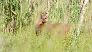 Roe Deer at Pennington Flash 2019 [upl. by Laurice281]