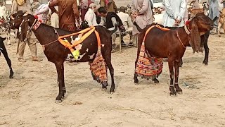 Bakra Mandi Sahiwal ki update beetle bacchon wali Bakrian 03124058010 Altaf goat farm [upl. by Vani]