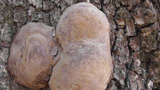 Species of mushrooms Robustus conk Phellinus robustus [upl. by Findlay]