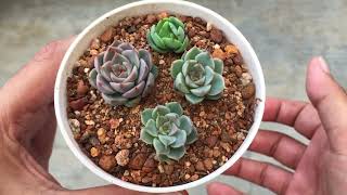 HOW TO TAKE CARE OF SUCCULENT PUPS  SUCCULENT CARE TIPS [upl. by Adlez695]