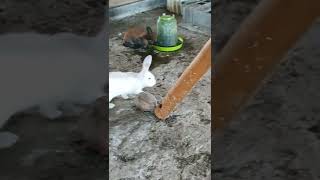 elevage lapin en Guadeloupe [upl. by Paver477]