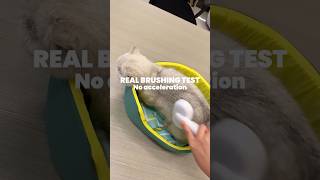 Real cat brushing test with slicker brush aumuca cat petcare catlover [upl. by Braasch]