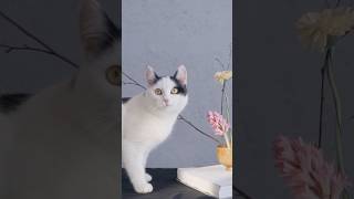 Citten baby video cat funny cute viralcat catlover cutecat kittenvideos [upl. by Oneg]