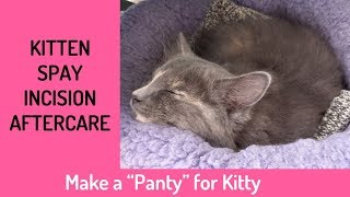 Make A quotPantyquot For Kitten Spay Incision Aftercare  No Sew Project [upl. by Artie]