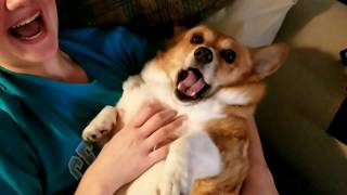 Corgi making weird sounds [upl. by Zach626]