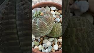 Discover the fascinating quotBaseball Plantquot Euphorbia obesa [upl. by Llenwad]