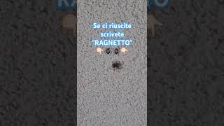 il Ragnetto Zecchino 🕷🕷🕷 [upl. by Hcib]