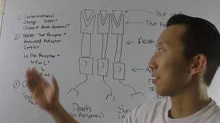 Tumor necrosis factor receptor signaling Biochemistry [upl. by Stefan]