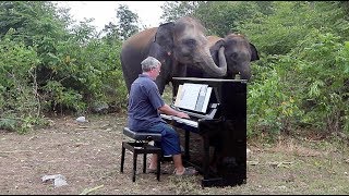 Elephants quotSingingquot with Piano in Their Own Way [upl. by Hplodur]