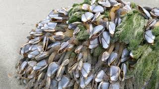 Gooseneck barnacles live on log at the beach  Washington Wildlife [upl. by Accisej]