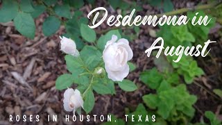 Desdemona rose by David Austin  Wow it looks so different [upl. by Ainotal]