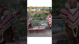 蒸気船に乗ったゲスト達に気づいてほしくて必死に手を振るチップとデールキャラグリチップとデール [upl. by Aveer]