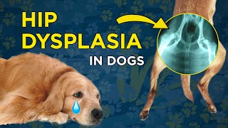 Hip Dysplasia in Dogs  VetVid Dog Care Video [upl. by Suivatal]