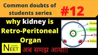 Retroperitoneal organs  Retroperitoneal Meaning in Hindi why Kidney is Retroperitoneal organ NEET [upl. by Willner]