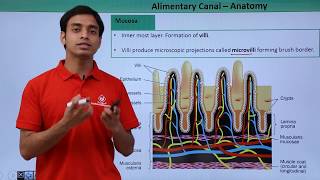 Class 11th – Alimentary Canal – Anatomy  Digestion and Absorption  Tutorials Point [upl. by Karola]