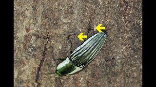 BesourodeClique e Pseudoscorpiones pegando carona  pseudoscorpions in the beetle [upl. by Ahseiym]