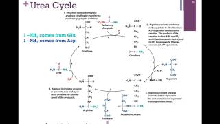 144Urea Cycle [upl. by Francene]