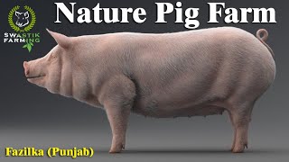 Visit to Nature Pig Farm ll Fazilka  Punjab ll Swastik Pig Farm [upl. by Belding]