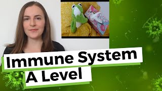 The Immune Response  A Level Biology [upl. by Poliard17]