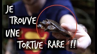 JE TROUVE UNE TORTUE RARE  TOOPET VLOG HERPING THAÏLANDE [upl. by Medin]