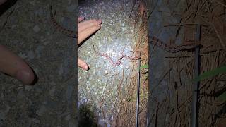 Georgia’s Smallest Rattlesnake Gorgeous Newborn Carolina Pygmy [upl. by Liauqram]