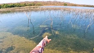 UM DOS PEIXES MAIS CARNÍVOROS E TÃO VULNERÁVEL NESSA EPOCA DO ANO TUCUNARÉ NO NINHO pescaria [upl. by Valtin]