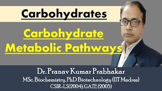 Carbohydrate Metabolic Pathway [upl. by Arahk]