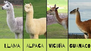 LLAMA ALPACA VICUÑA GUANACO ¿SABES DIFERENCIAR ENTRE ESTOS  Mundo Animal [upl. by Aicnarf]