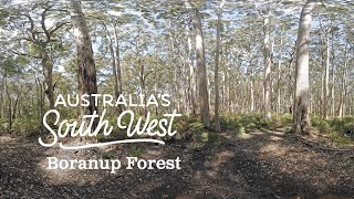 360 degree Tour of Boranup Forest [upl. by Ramel]