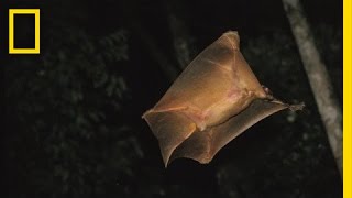 Its a Bird Its a Plane  Its a Colugo  Nat Geo Live [upl. by Nawaj339]