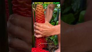 A Natural Shampoo Plant shorts [upl. by Jamila]